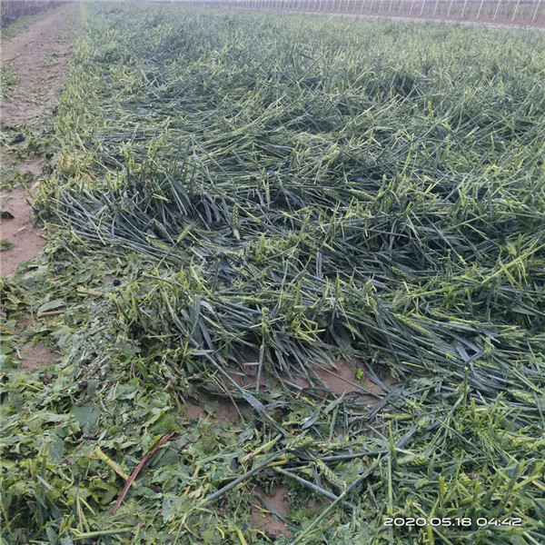 中國人保看村下“碟” 青島萊西村莊莊稼受災(zāi)保險理賠遭遇雙重“標準”