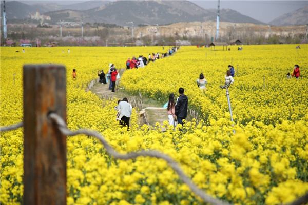 賞油菜花、游電影博物館 青島西海岸新區(qū)“電影之旅”3月開啟