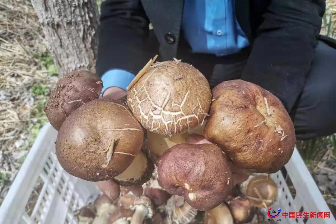 山東濰坊昌樂縣紅河鎮(zhèn)庵泉村“林下掘金”撬動林下循環(huán)經(jīng)濟