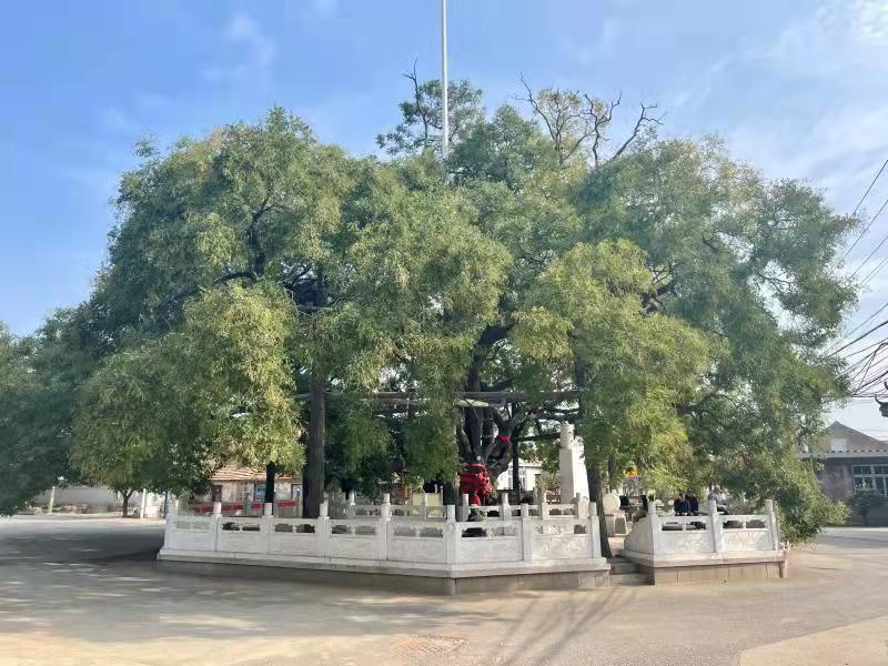 “天下第一古槐”枝繁葉茂 嶗山區(qū)多措并舉，讓古樹名木“老有所養(yǎng)”