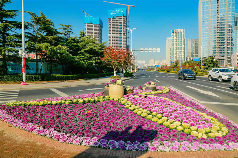 嶗山：超抗寒“葉牡丹”盛裝上線成靚麗風景