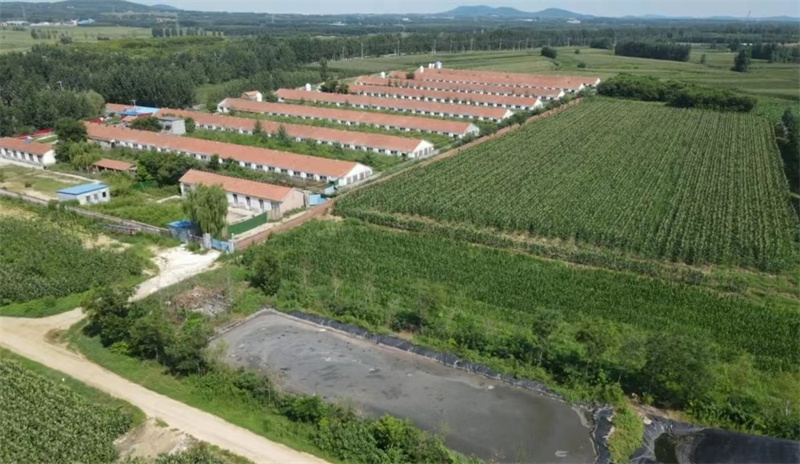 濰坊市昌樂縣喬官鎮(zhèn)某養(yǎng)豬場“病死豬”隨意丟棄 誰來監(jiān)管？