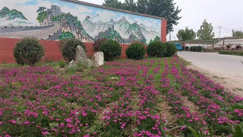 萊西南墅鎮(zhèn)以美麗鄉(xiāng)村建設(shè)為契機(jī)，推動(dòng)城市更新走深走實(shí)